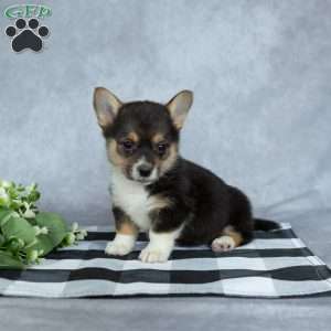 Kacey, Pembroke Welsh Corgi Puppy